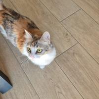 Gattina