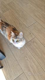 Gattina