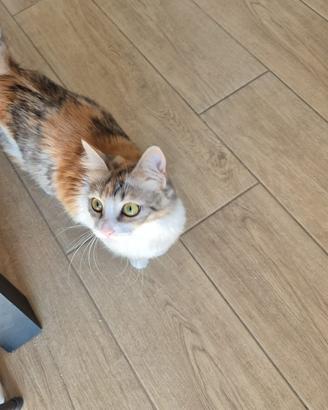 Gattina