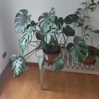 Monstera