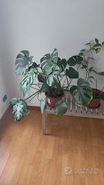 Monstera