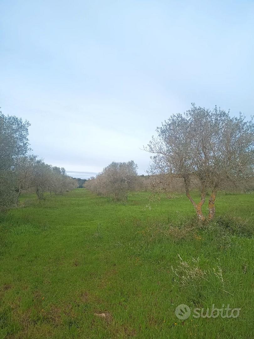 Terreno edificabile 1 ha - Vista 4