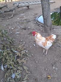 Gallo