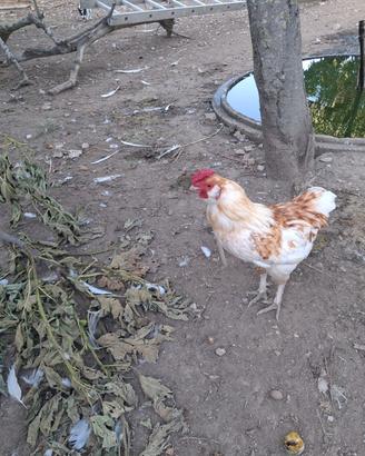 Gallo