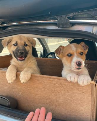 Fratellini coccoloni