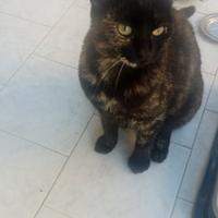 Gattina nata in casa