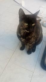 Gattina nata in casa