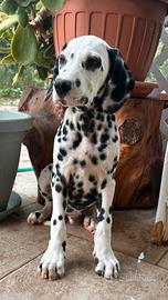 Dalmata pedigree ENCI