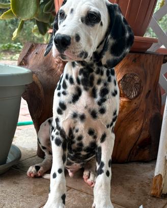 Dalmata pedigree ENCI