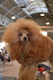 Barboncino Toy Disponibile per monte