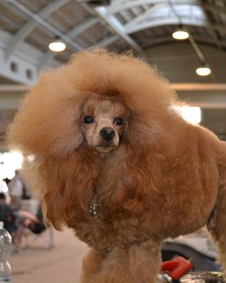 Barboncino Toy Disponibile per monte