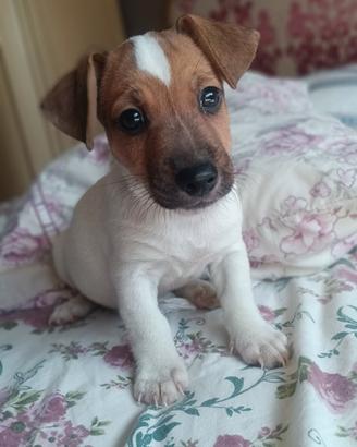Jack russel 