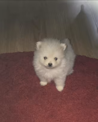 Spitz nano di Pomerania Toy