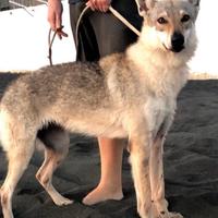 Cane lupo cecoslovacco femmina