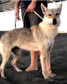 Cane lupo cecoslovacco femmina