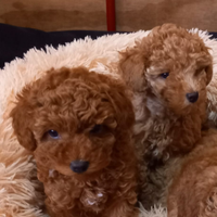 Cuccioli barbancino nano - 2 femmine