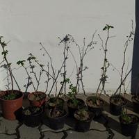 piantine di lamponi rossi