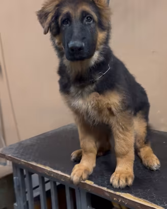 Cucciolo Pastore Tedesco a pelo lungo