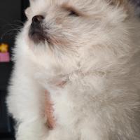 Spitz della Pomerania