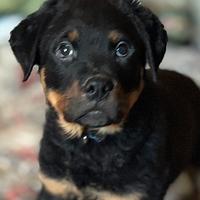 Rottweiler cuccioli