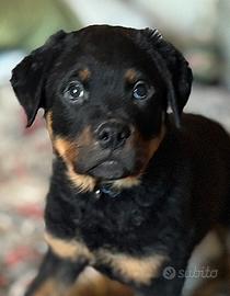 Rottweiler cuccioli