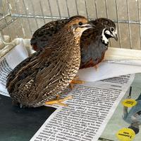 Coppie Quaglie Cinesi