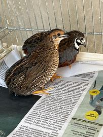 Coppie Quaglie Cinesi