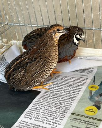 Coppie Quaglie Cinesi