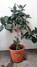 PIANTE di FICUS Elastica GIGANTI