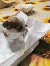 Chihuahua a pelo lungo