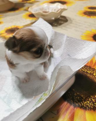 Chihuahua a pelo lungo