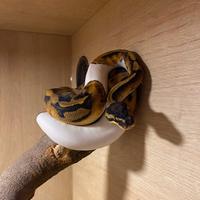 Blocco 5 pitoni con teche