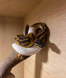 Blocco 5 pitoni con teche