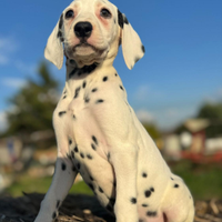 Dalmata