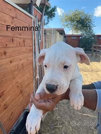 Dogo Argentino