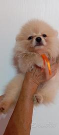 Volpini della Pomerania con pedigree