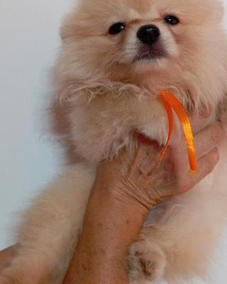 Volpini della Pomerania con pedigree