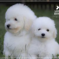 Barboncino bianco toy e mini