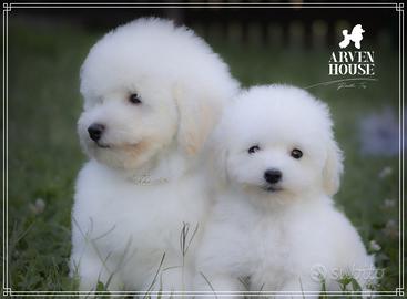 Barboncino bianco toy e mini