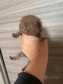 British shorthair cinnamon maschio