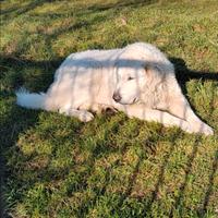 Pastore abruzzese maremmano