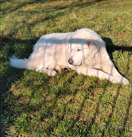 Pastore abruzzese maremmano