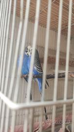 Coppia di coccorite riproduttive