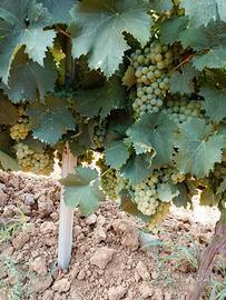 vermentino 