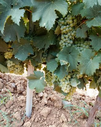 vermentino 