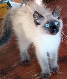 Ragdoll gattini