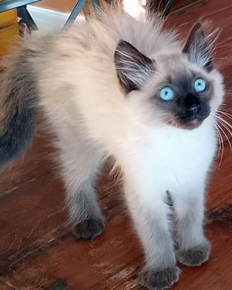 Ragdoll gattini