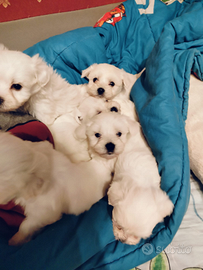 Cuccioli maltesi