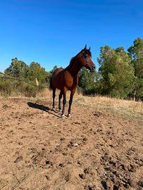 Cavallo