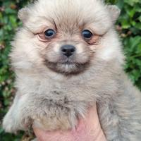 Cuccioli di spitz